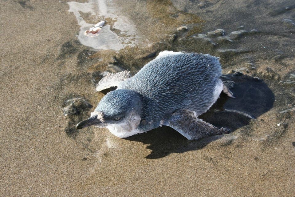 Blue Penguin at North Piha Beach
