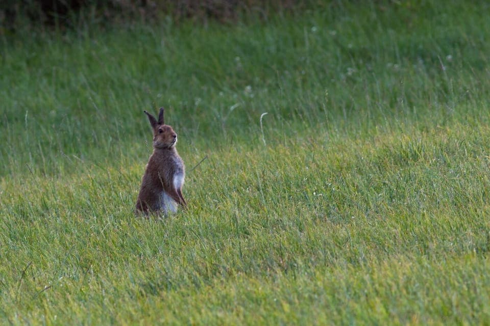 An Irish hare photoed on the land near the house by Allen Whermann, Illinois, US