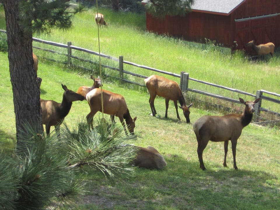 Just hanging out enjoying the cool grass