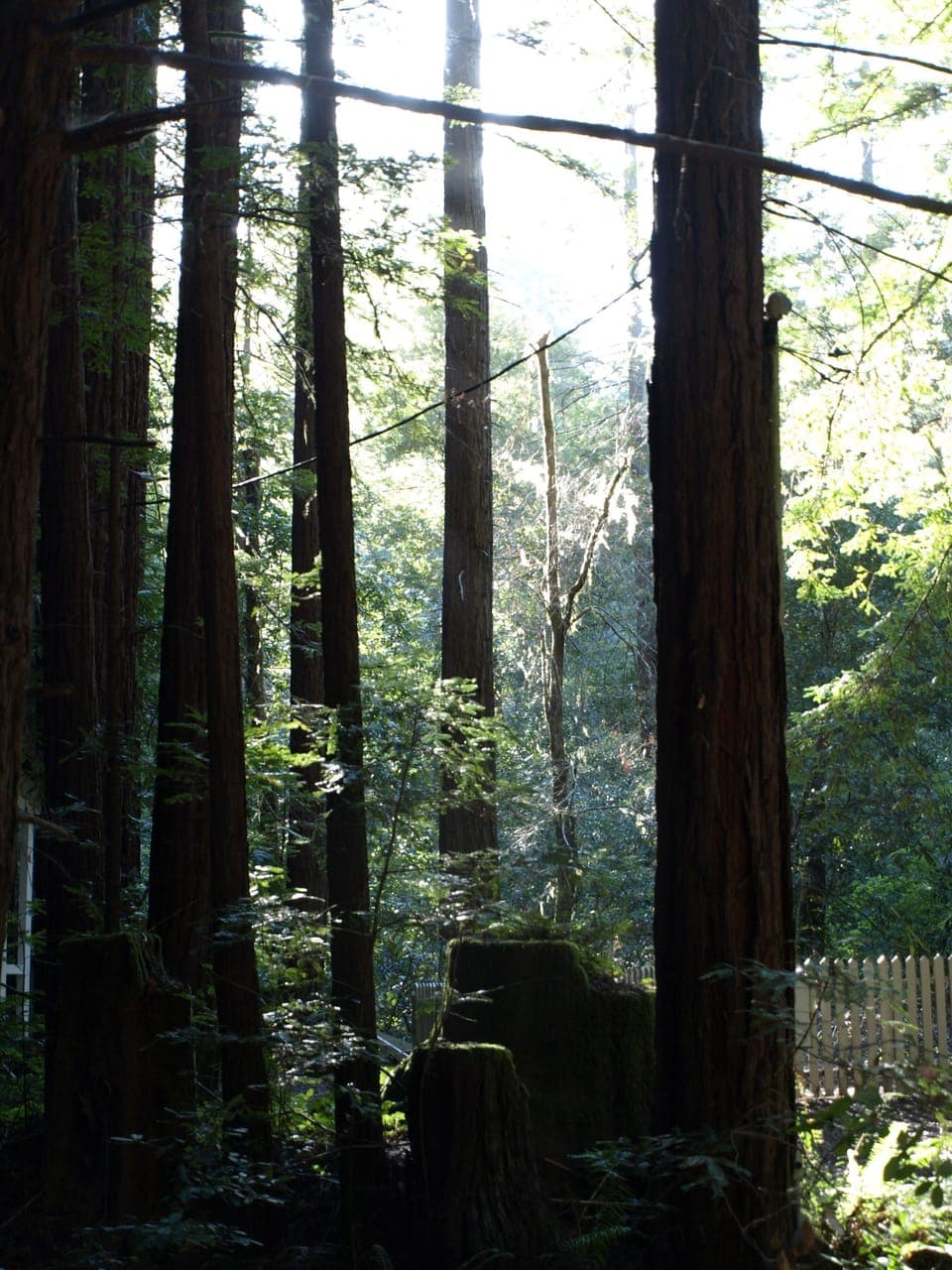 'Make a wish' in the fairy ring outside your front door.