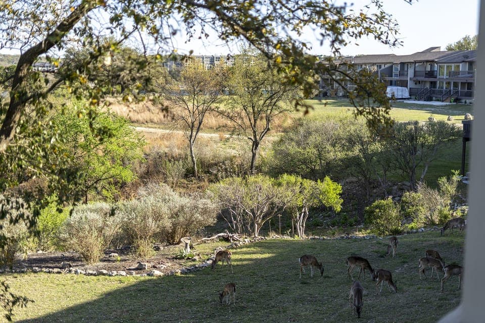 Wake up every morning to tons of deer greeting you!