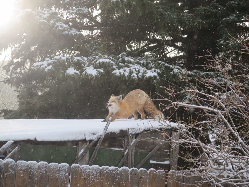 fox!
