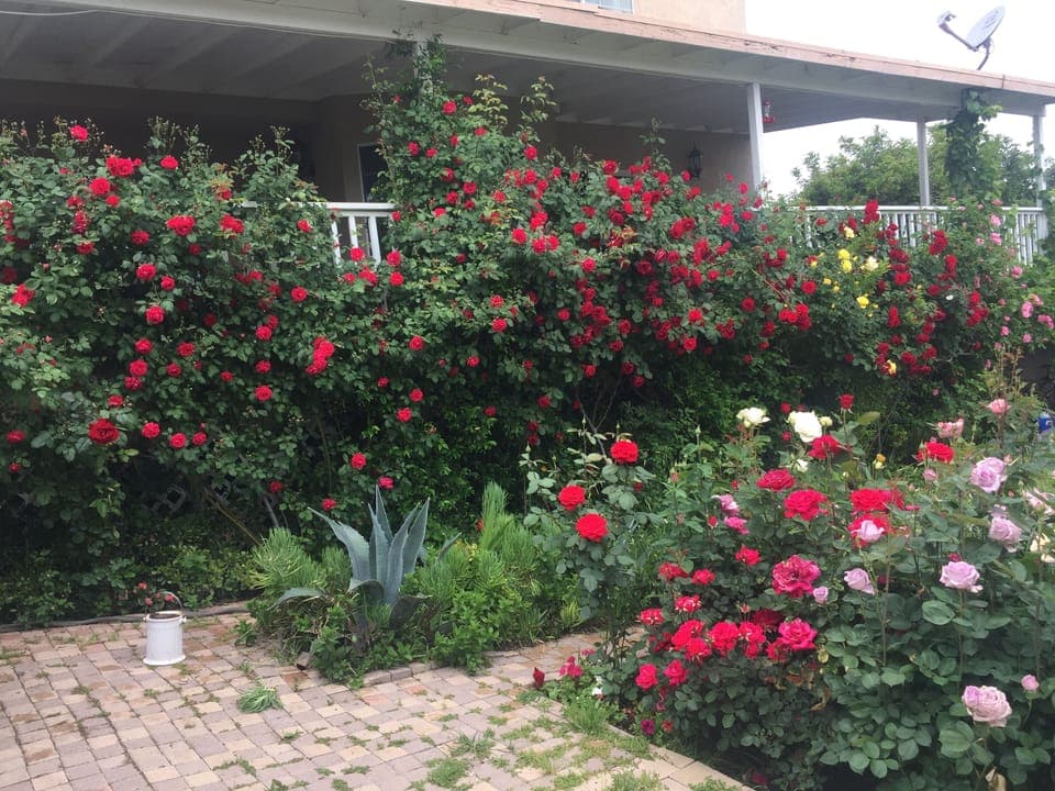 The backyard in Spring-Summer 