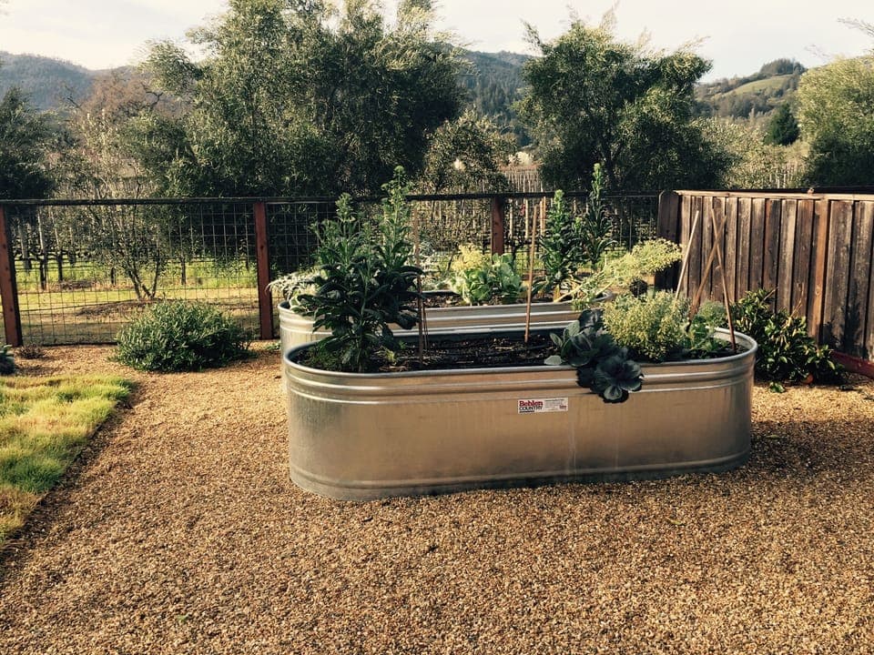 Garden with tomato plants