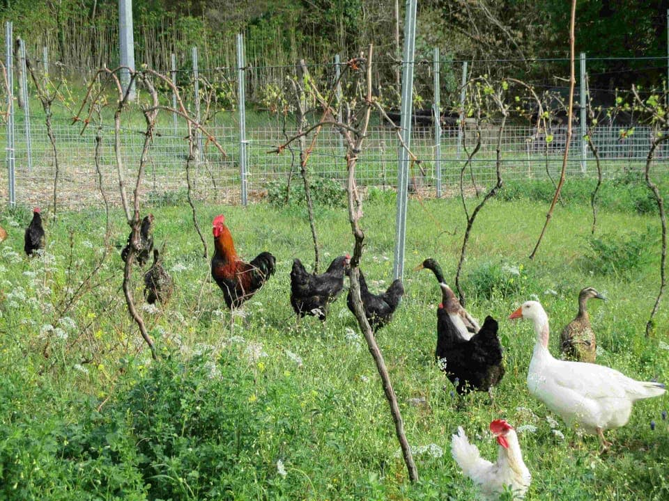 Chickens at pasture make delicious eggs