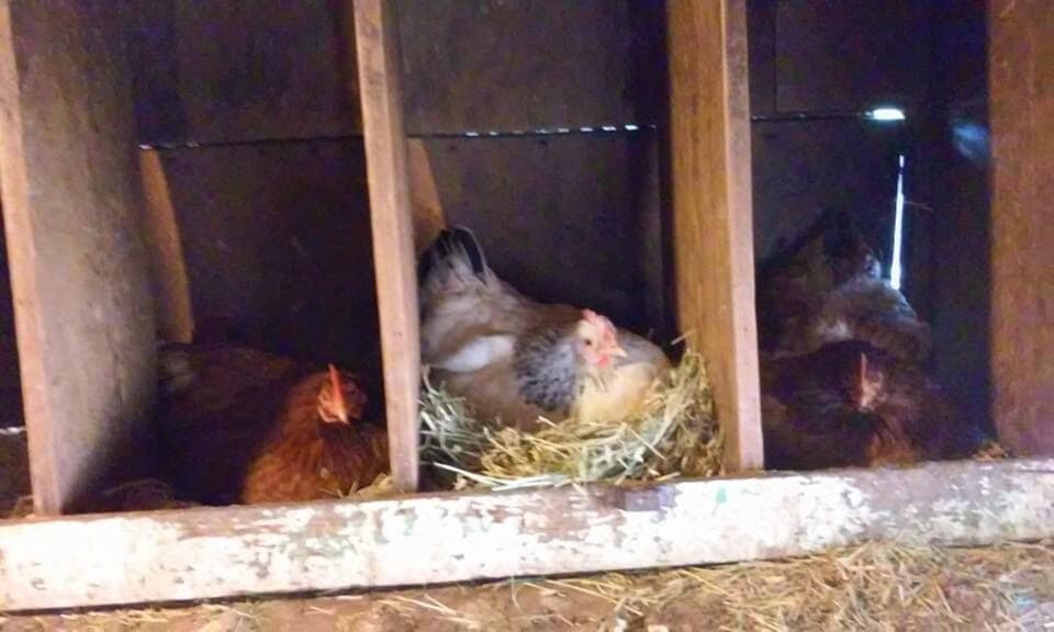 Gathering the eggs on the farm