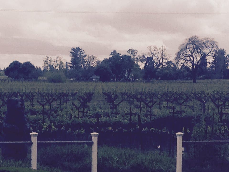 View in the Fall over the vineyards - SEE VIDEO