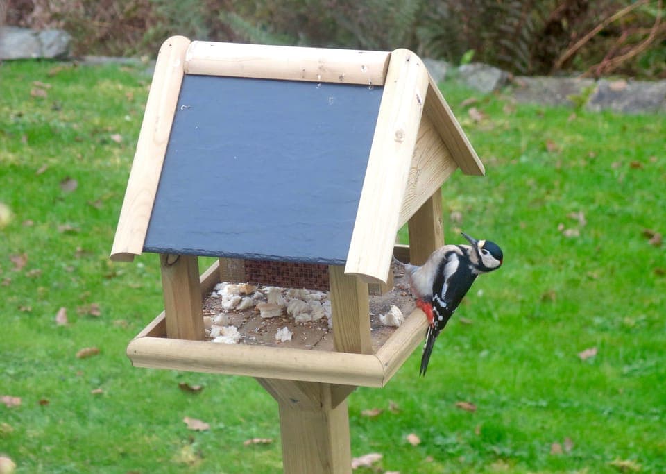 One of our regular visitors!