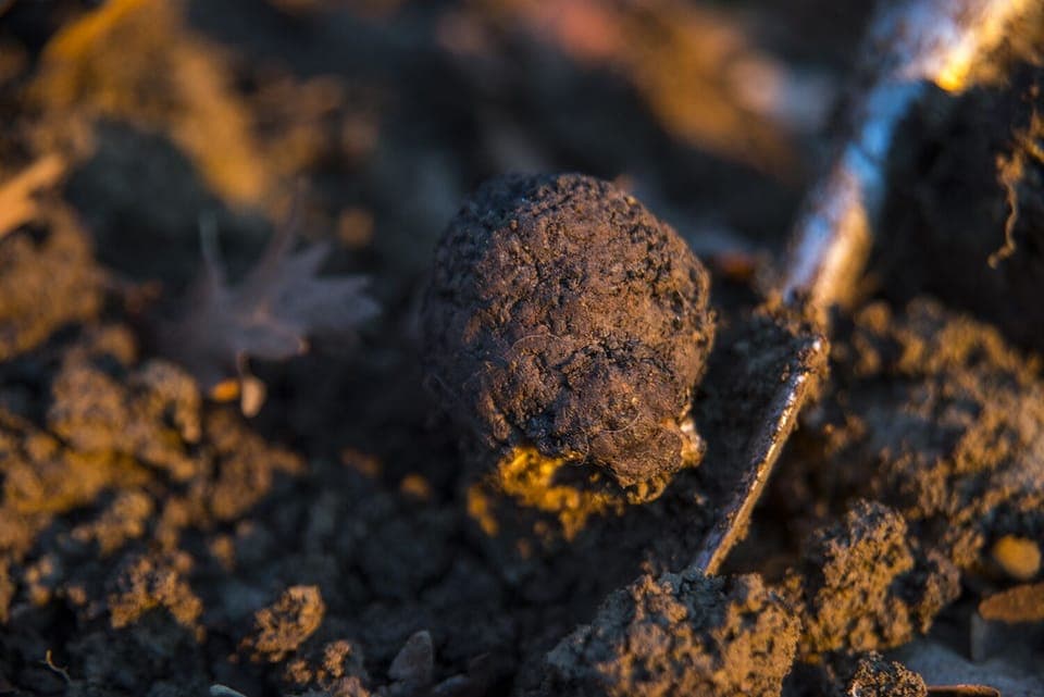 Truffle hunting in Castell'Azzara where multiple species of truffles are found
