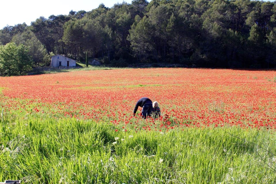 Field of poppies near flayosc