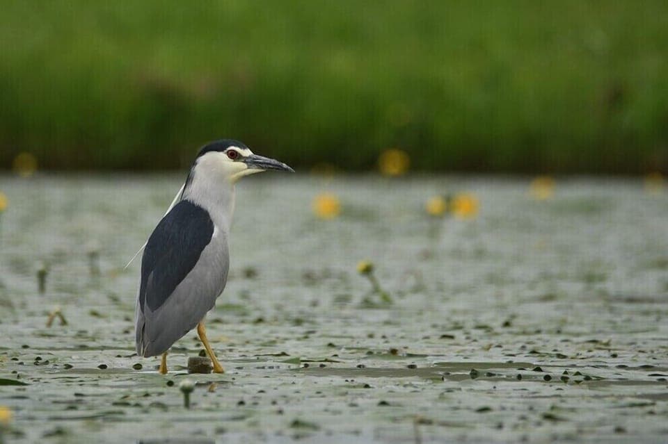 Bihoreau gris.  Photo par Etienne Vanreck