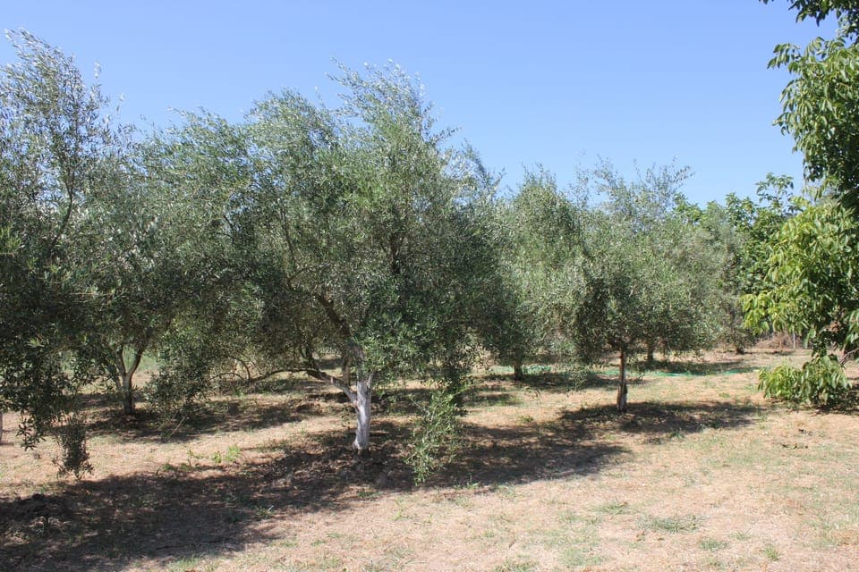 Olive Tree grove