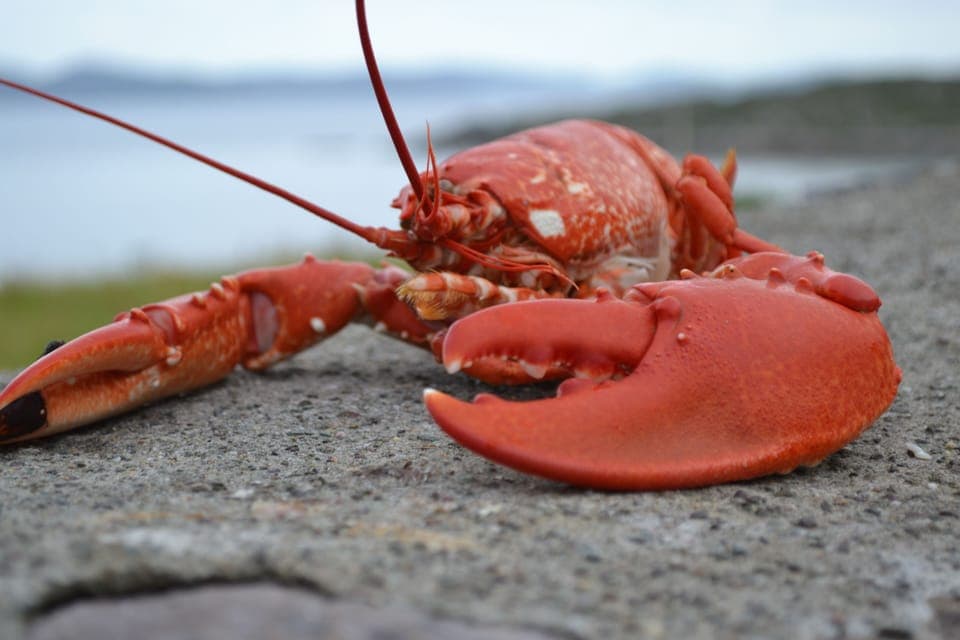 Locally caught lobster ready for the table!
