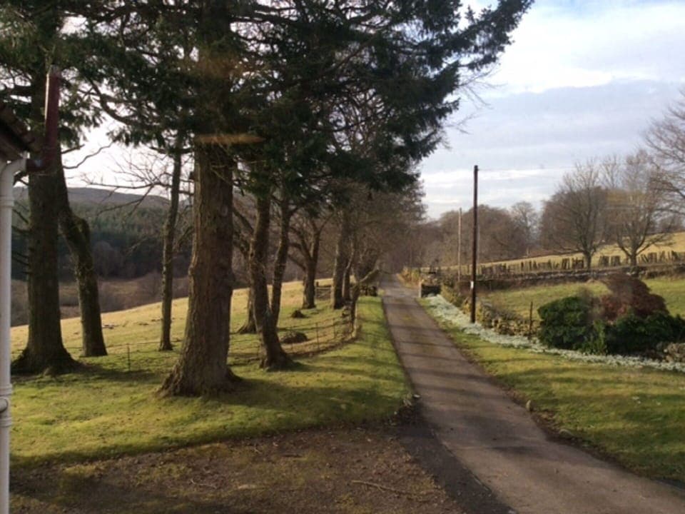 Tree, Nature, Natural Landscape, Atmospheric Phenomenon, Natural Environment, Land Lot, Grass, Road, Morning, Sky