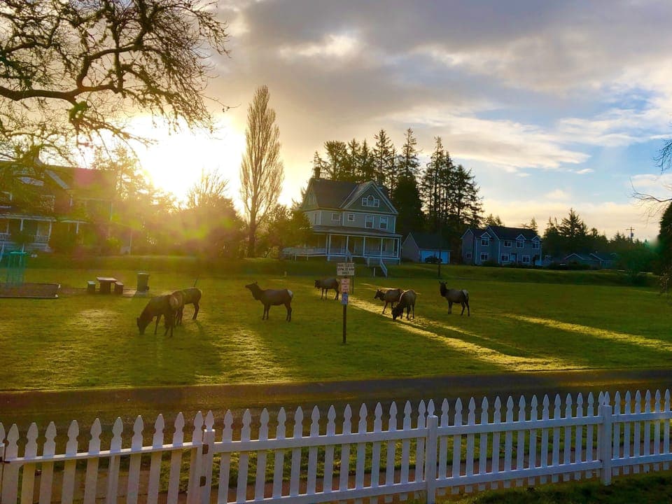 Across the street from the home is a parade grounds turned park.  Elk graze here