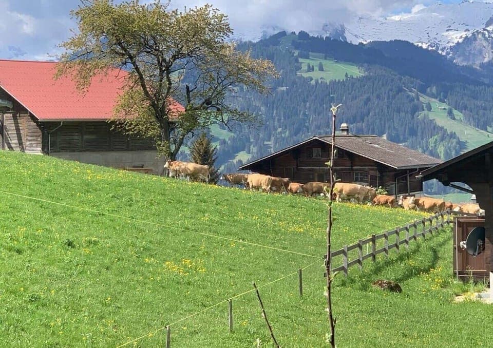 cows on a sunny day near the house 