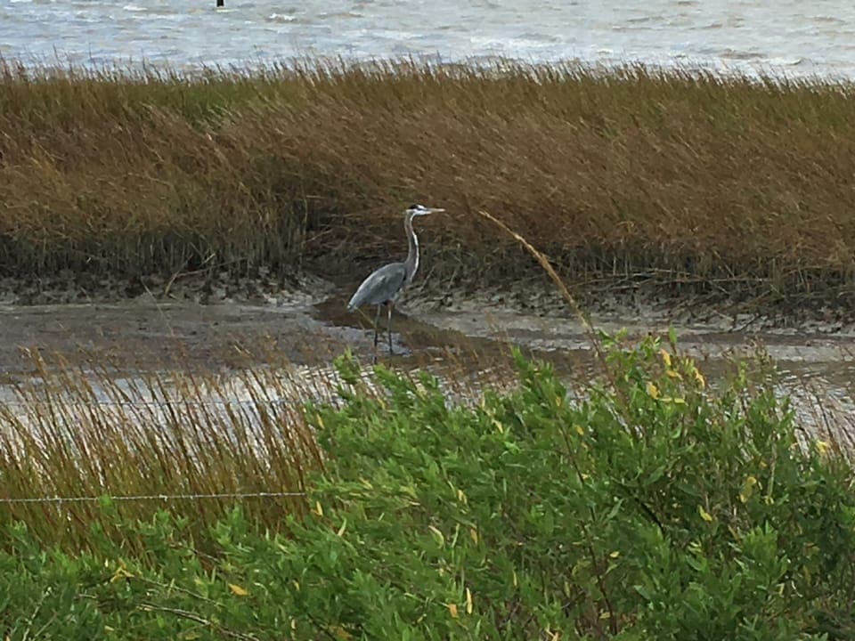 Just steps from bird sanctuary and protected wetlands.