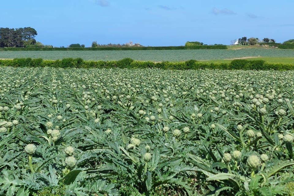 Immediate Surroundings [summer] (<1 km)