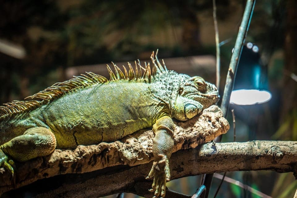 Holiday Park Facilities and Services 