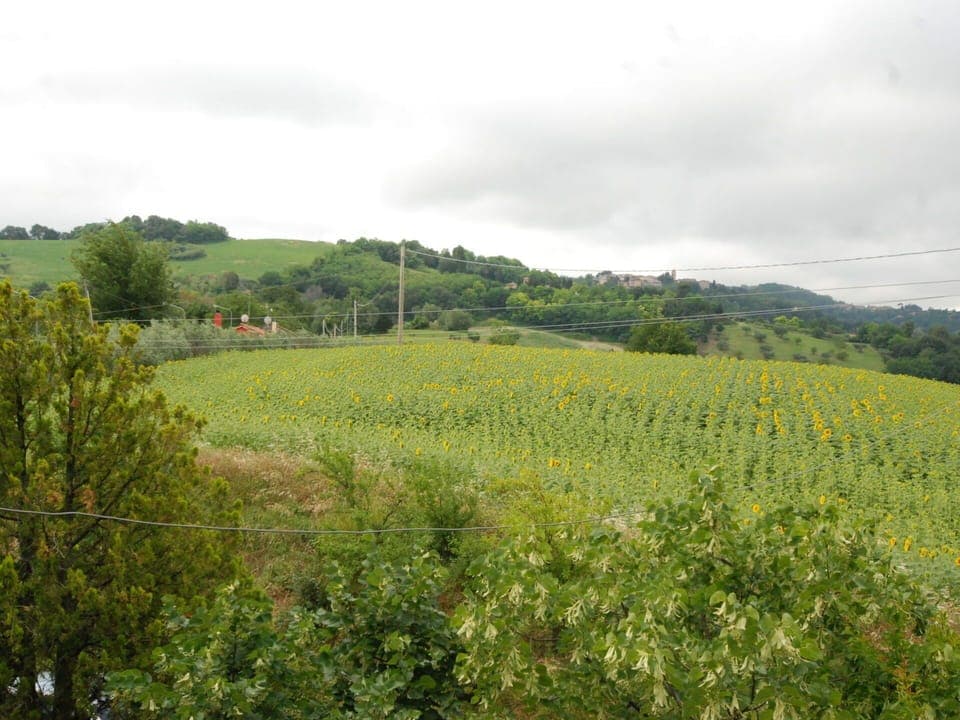 Vegetation, Field, Natural Environment, Natural Landscape, Land Lot, Hill, Rural Area, Meadow, Plant, Tree