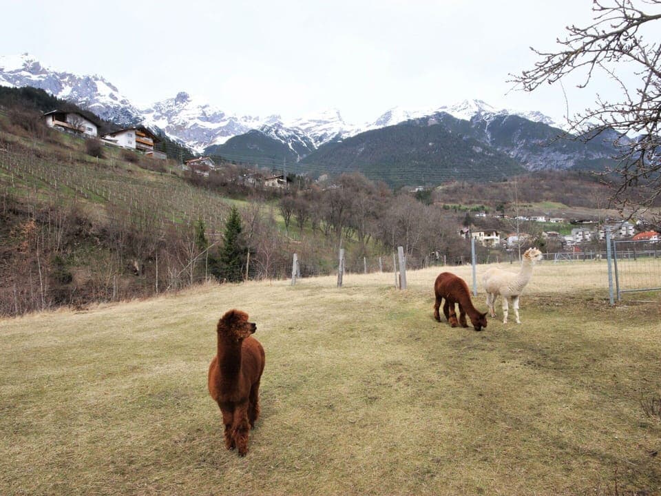 Pasture, Mountainous Landforms, Mountain, Sky, Herd, Mountain Range, Ranch, Highland, Grassland