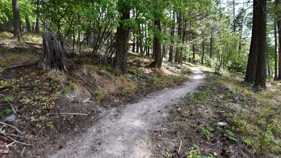 Walking path to the lake