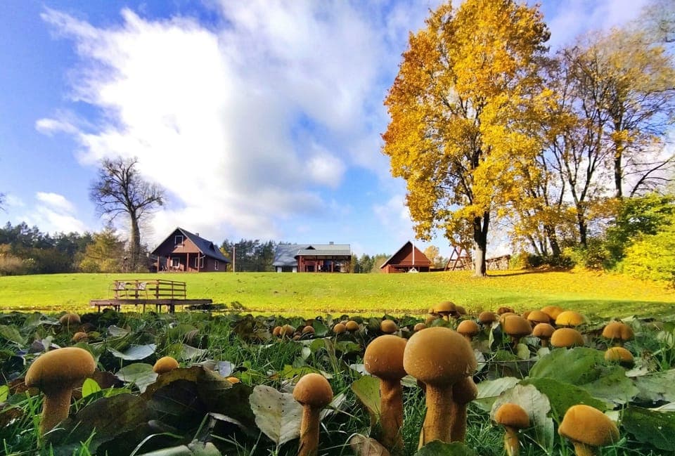 Autumn. Mushrooms grows in the  back yard of "Dzūkijos uoga" holiday home .