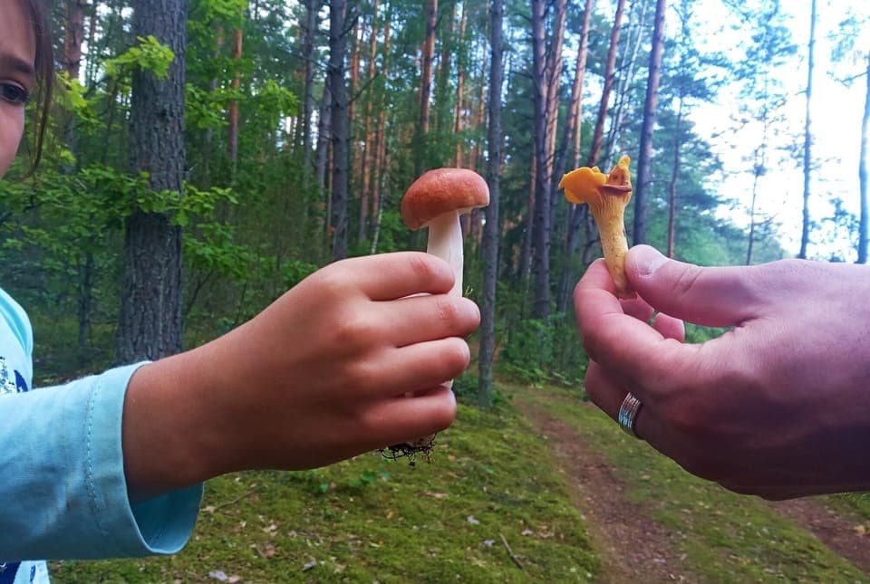 Mushroom foraging tours organized by the owners of villa "Dzūkijos uoga"