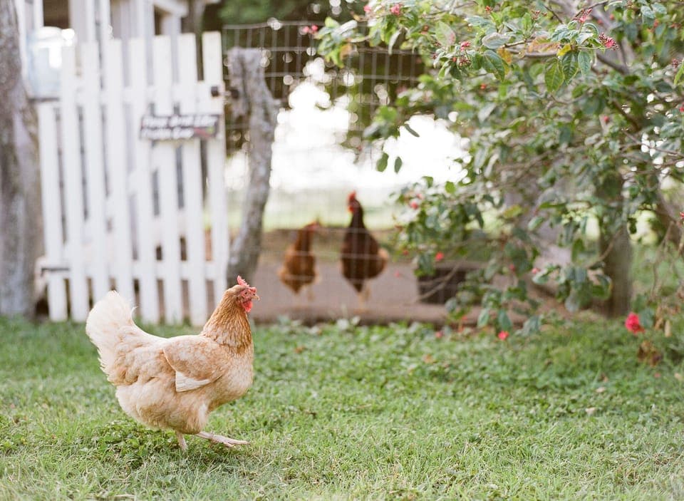 Our hens provide fresh eggs! 
