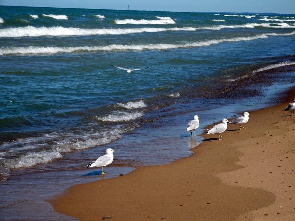 Seaside wildlife are abundant on the coastal woodlands surrounding the cottage.