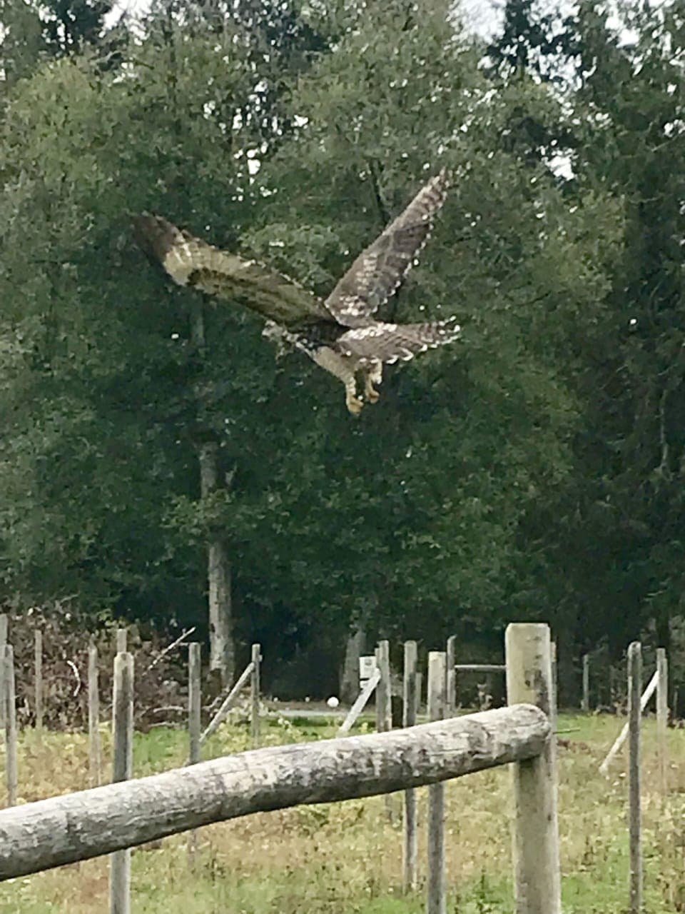 Eagles and hawks are often coming by. 