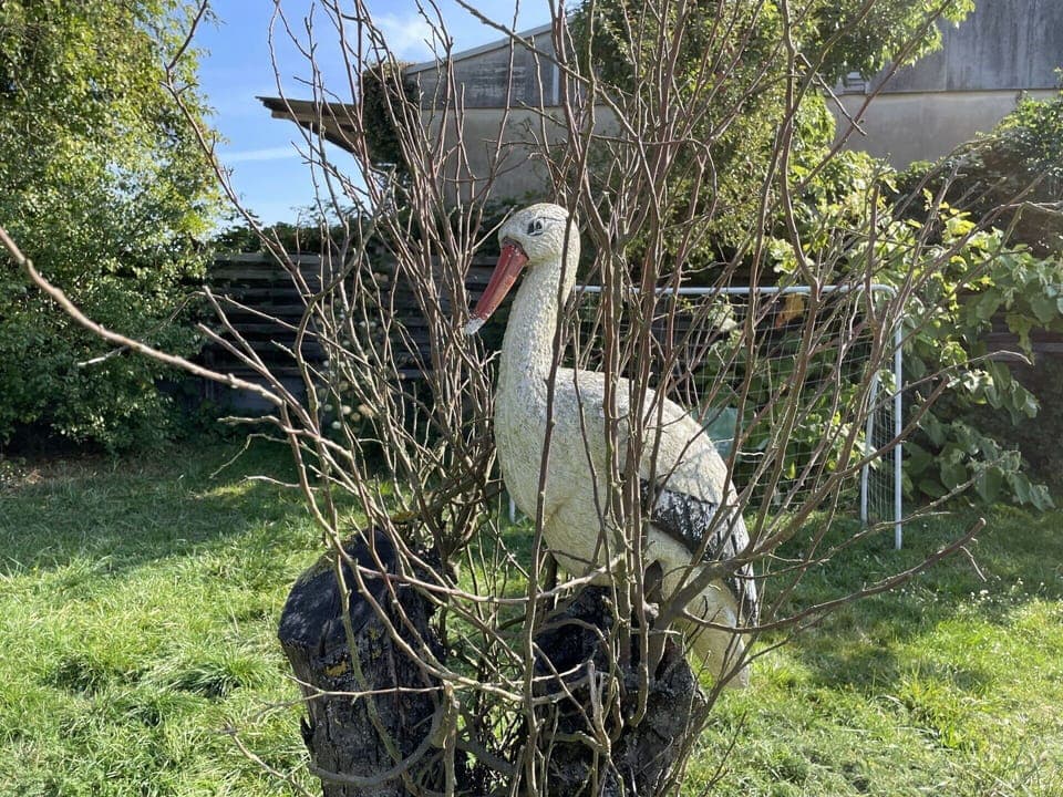Plant, Tree, Grass, Wire Fencing, Terrestrial Plant, Shrub, Groundcover, Sky