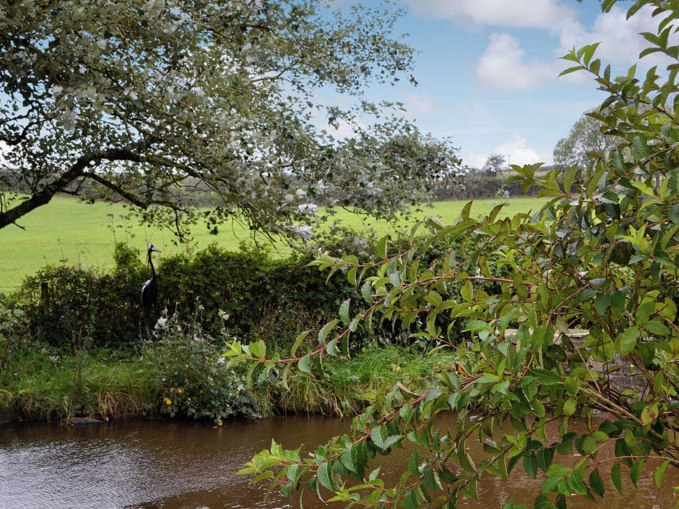 Pond | Mallard - Tankey Lake Farm, Llangennith, near Swansea