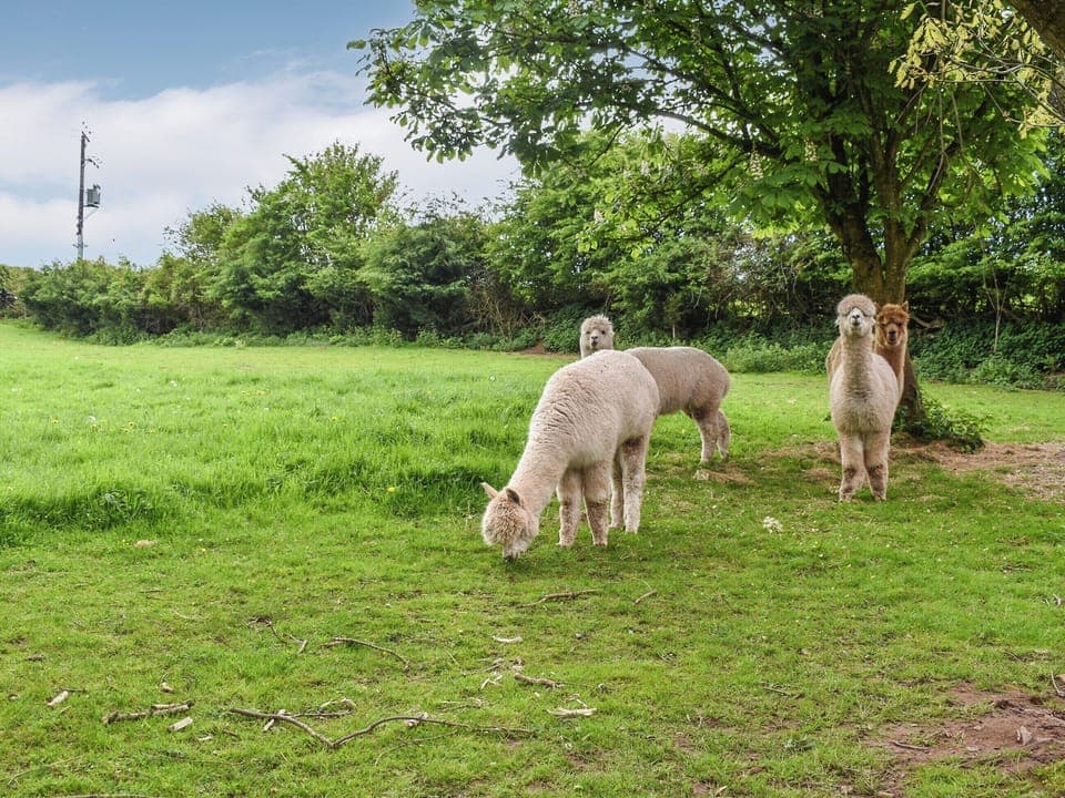 Garden and grounds | Pine Lodge - Dale Garth Lodges, Mascalles, near Ulverston