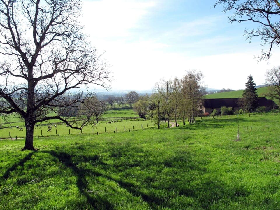 Sky, Cloud, Plant, Tree, Natural Landscape, Branch, Land Lot, Vegetation, Sunlight, Grass