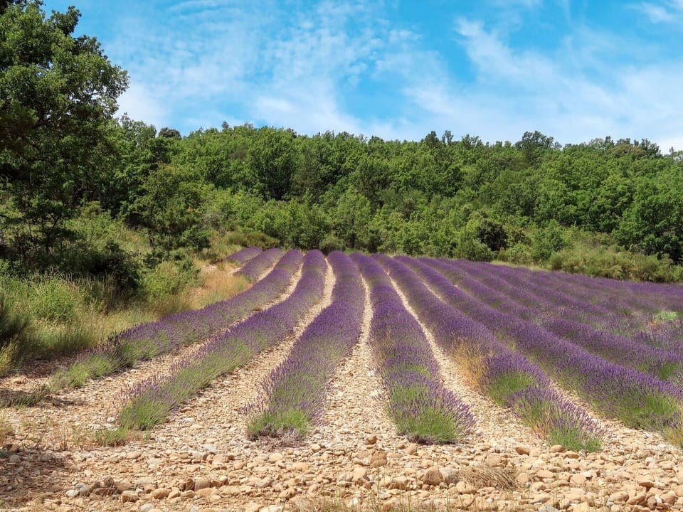Field, Lavender, Crop, Agriculture, Soil, Farm, Lavender, Rural Area, Plant