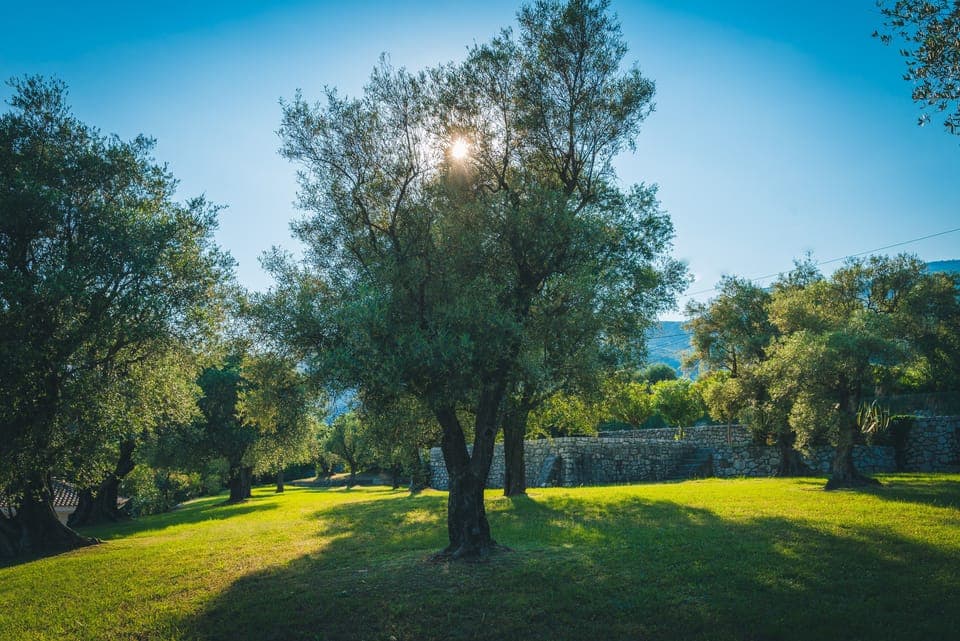 Some of 50+ olive trees in park. Trimmed on a continuous basis by gardener.