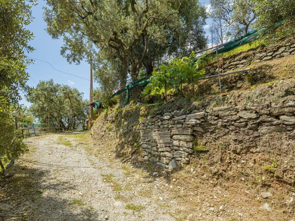 Plant, Sky, Tree, Bedrock, Wood, Natural Landscape, Slope, Stairs, Road Surface, Landscape