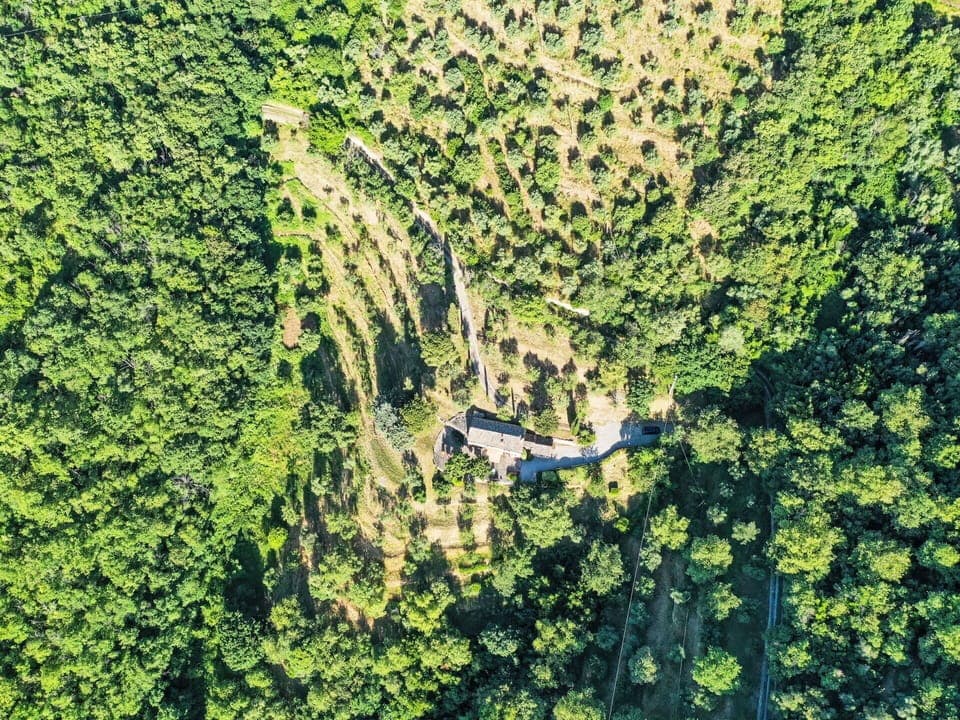 Natural Landscape, Terrestrial Plant, Plant, Grass, Groundcover, Shrub, Landscape, Tree, Grass Family