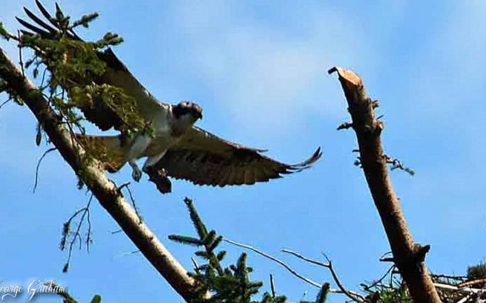 Osprey at nearby nest