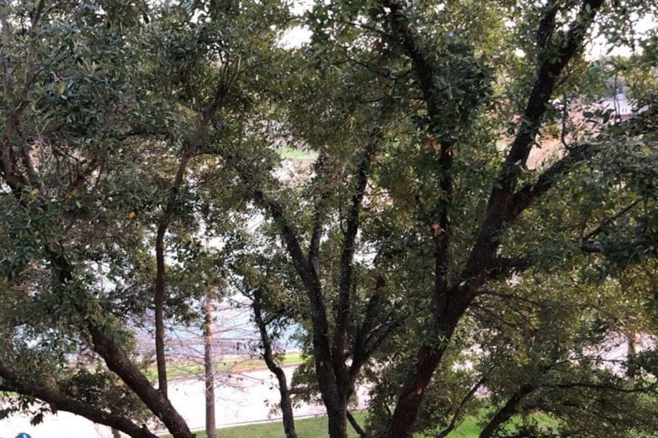 Tree-top view of the cove from 3rd-floor balcony