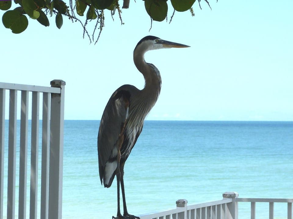 Enjoy beautiful tropical  birds 