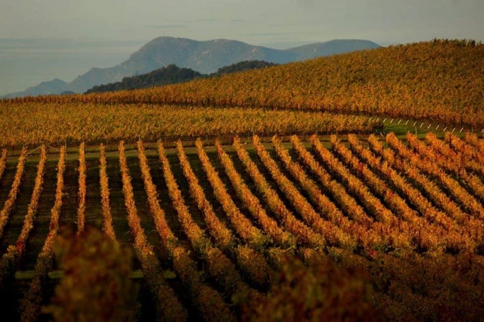 Vineyards in Fall.