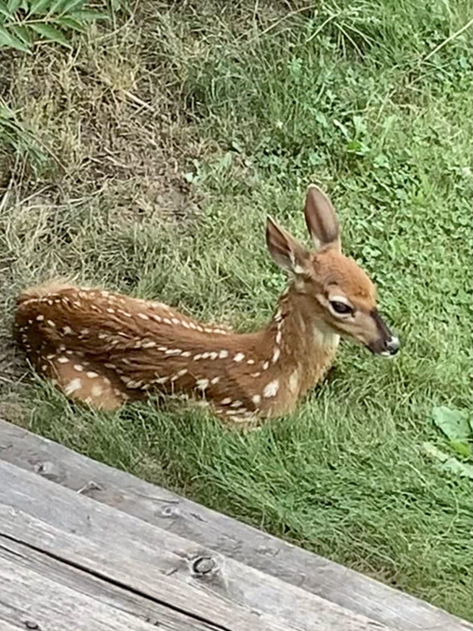 Baby born on the property.