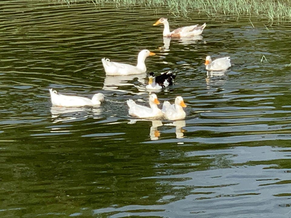 Our friendly ducks are right at home on the lake and love bread!