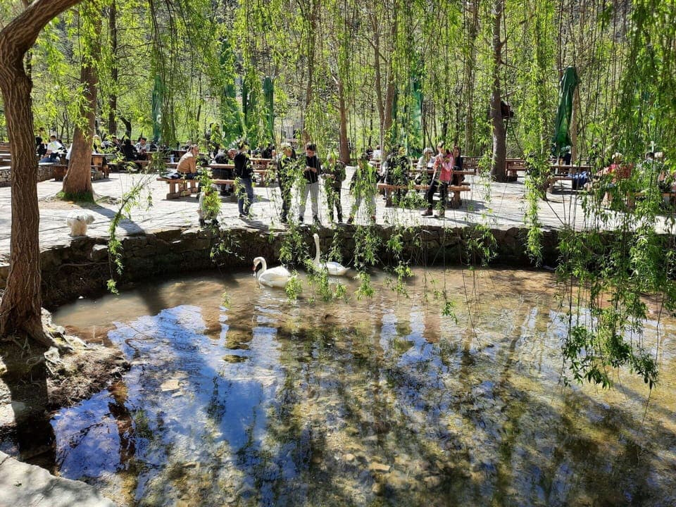 Water, Plant, Water Resources, Botany, Natural Environment, Natural Landscape, Vegetation, Grass, Tree