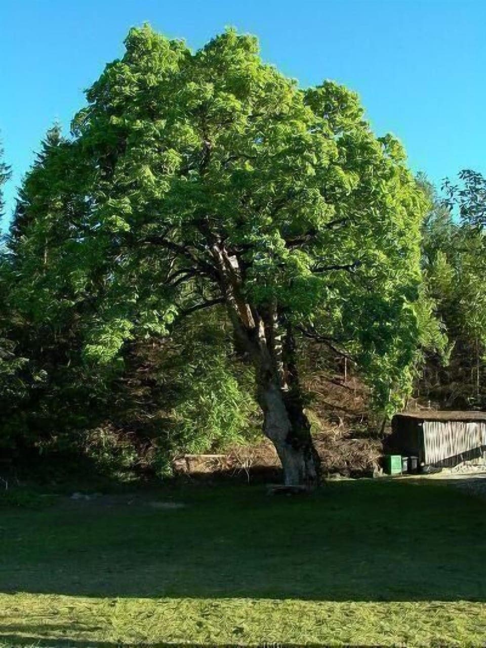 Protected Sycamore. >300 yrs old.