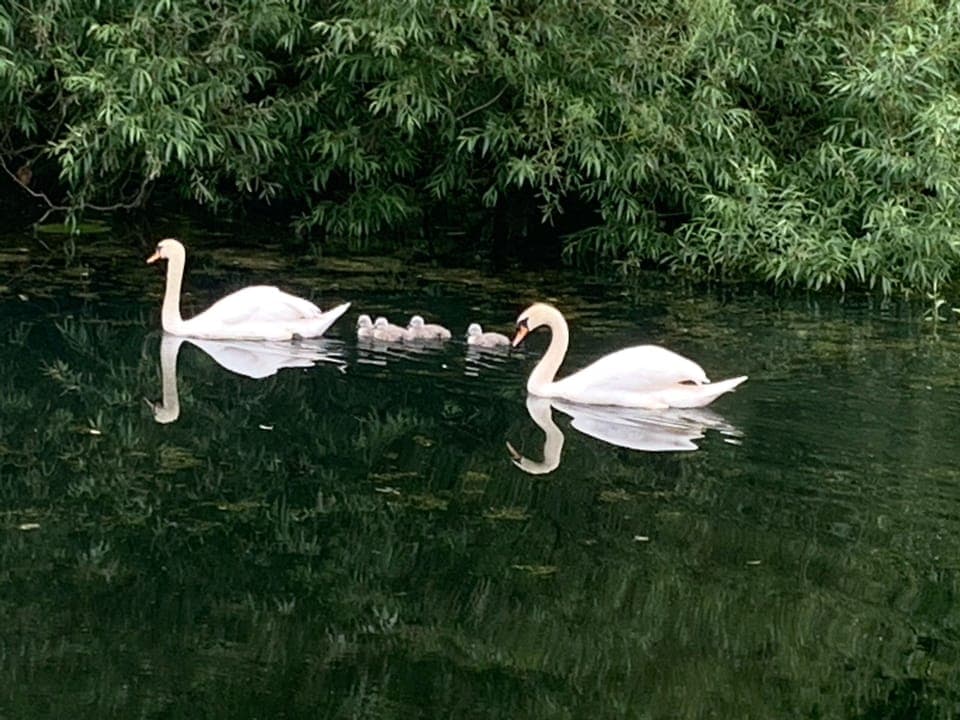 New family on Ulverston canal, a beautiful walk from the property.