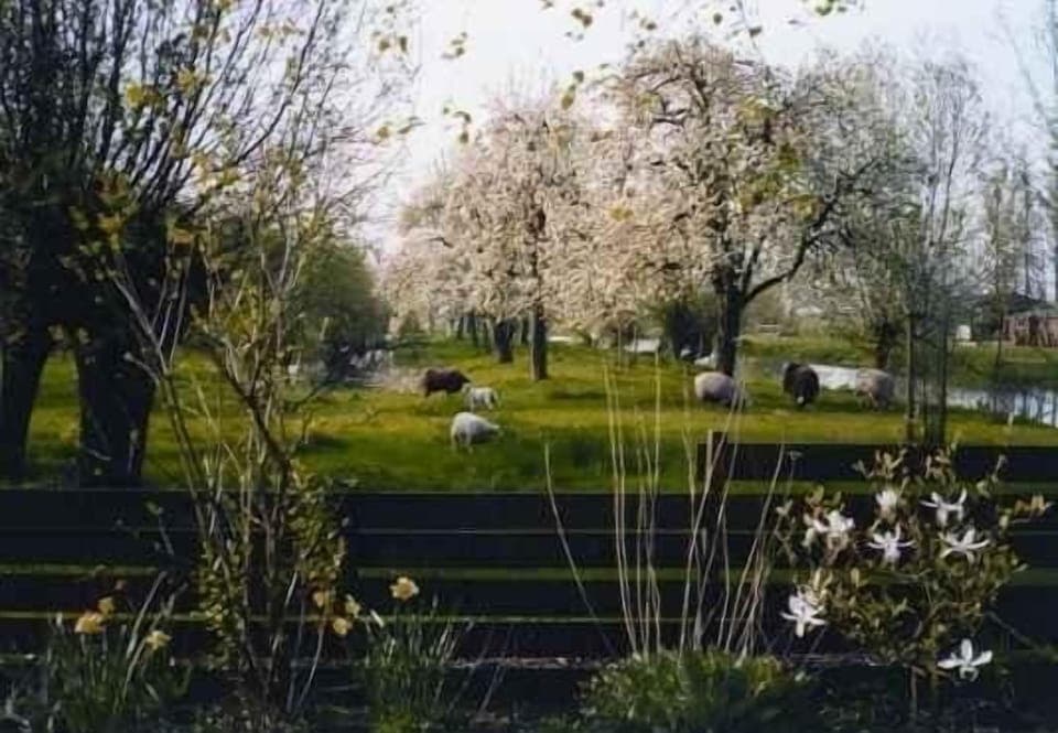 Garden. orchard with fruittrees