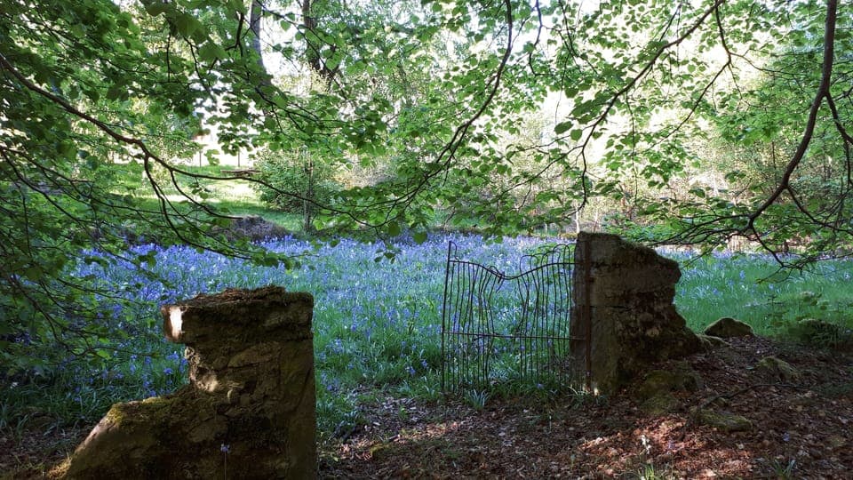 Bluebells in the old graveyard in the convent woods.